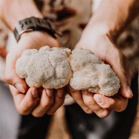 The Health Benefits of Lion's Mane: The Ultimate Brain-Boosting