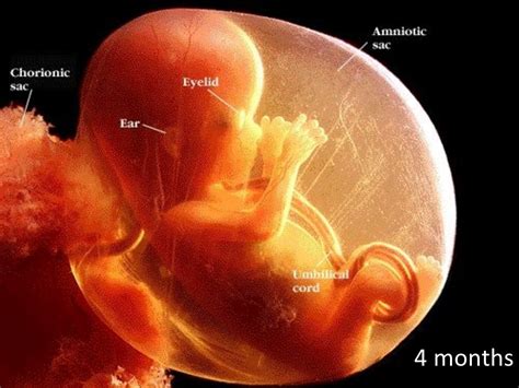 Diagram Of Pregnant Internal Reproductive System With Fetus