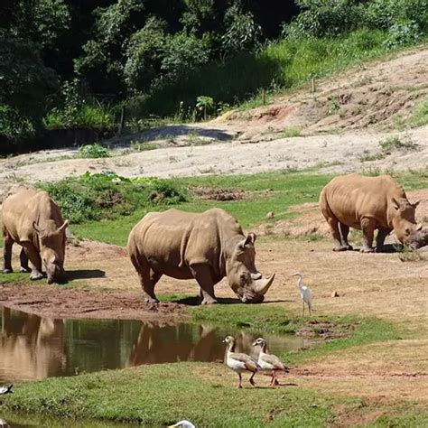 Campinas Zoologico - Campinas.com.br - Muito mais do que um simples zoológico