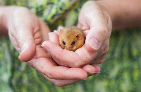 Hazel Dormice Conservation: Rescuing Britain's Rarest Rodent • Paignton Zoo