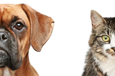 how smart are cats compared to dogs
