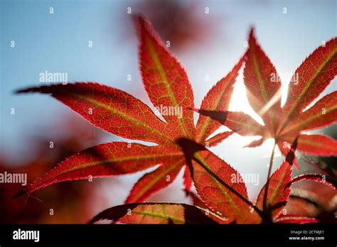 red maple leaf stock photo alamy