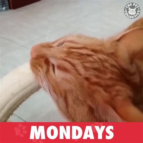 Funny Monday Pet Memes