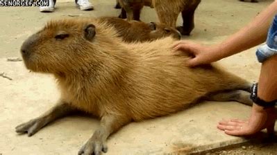 capybara scratch gif | WiffleGif