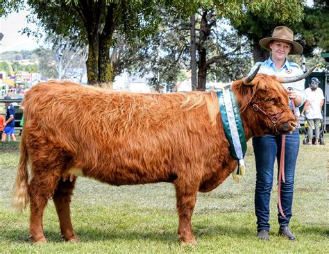 Scottish Highland Cattle for Sale in Australia — Koolah Creek Scottish