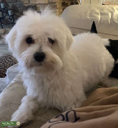 Purebred male Maltese - Stud Dog in Houston , United States | Breed Your Dog