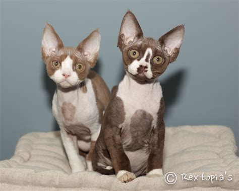 Cornish Rex Breeder Nh at Alesia Lehr blog