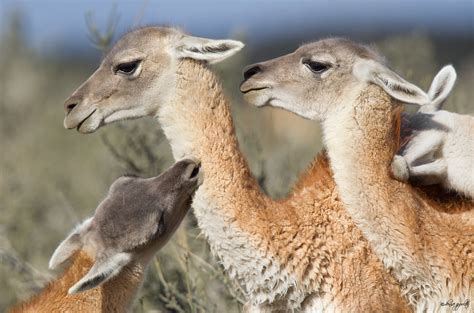 One Guanaco, Two Guanaco, Three Guanaco, Four... — A CREATIVE ADVENTURE ...