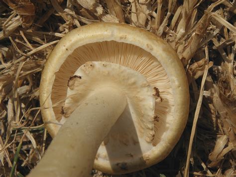 Фотокаталог грибов: Agaricus lutosus
