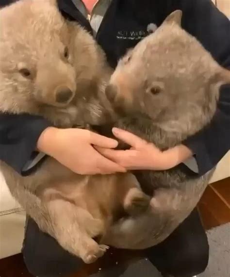 Koalavideos,,,,, | Funny animals, Cute little animals, Cute baby animals