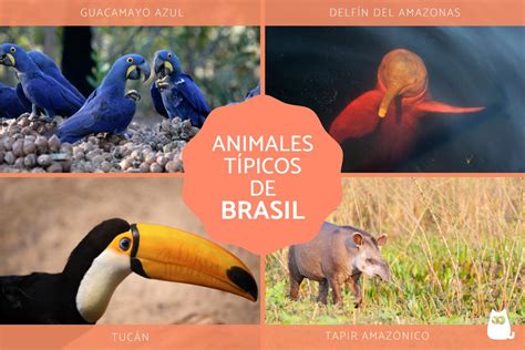 10 Animales de Brasil y sus nombres - ¡FOTOS!