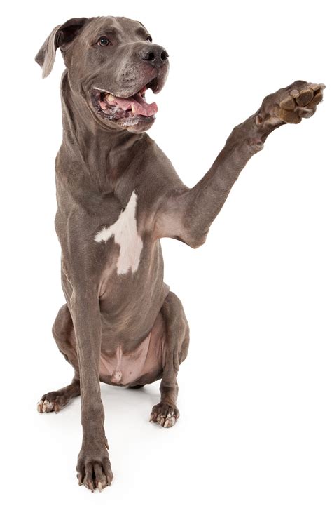 Cute Boy Dog Names For Great Danes at Tayla Bugnion blog