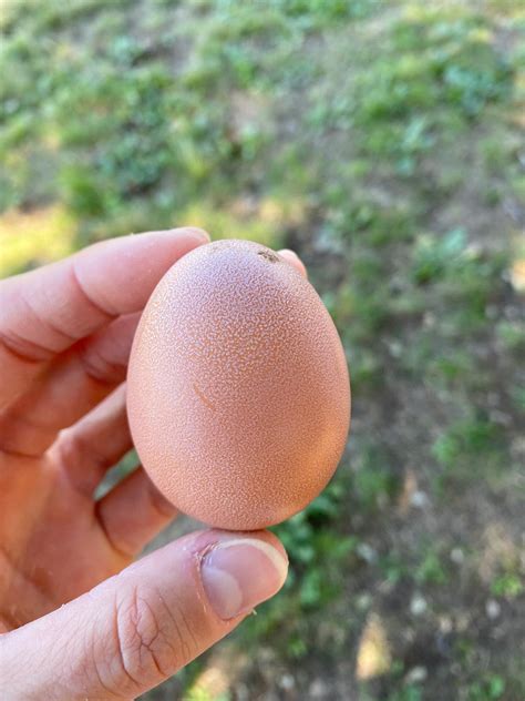 First golden (comet) egg!!! : r/chickens