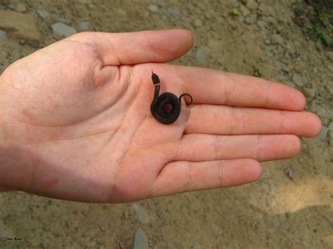 Guest Post: Northern Red-Bellied Snake – Overlooked Nature