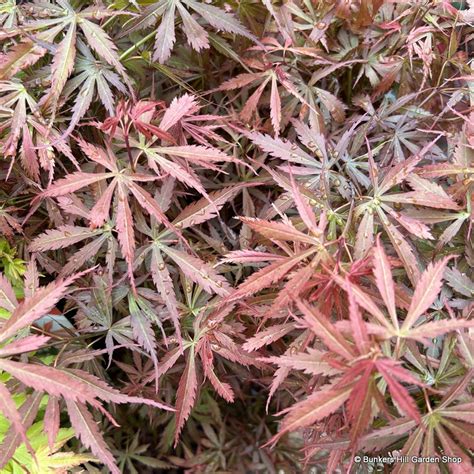 Acers (Japanese Maples) - Bunkers Hill Plant Nursery