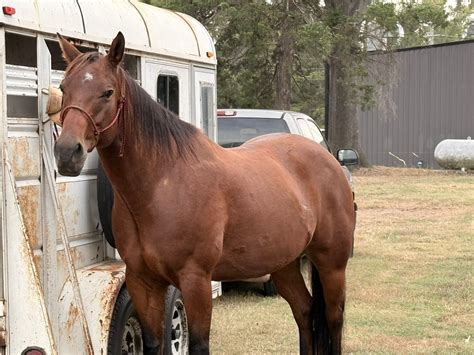 News Around Winnsboro Texas | How much fun is 🐎 barrel racing | Facebook