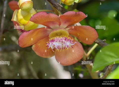 Flowers from the Caribbean Stock Photo - Alamy