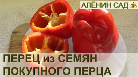 ПЕРЕЦ ИЗ СЕМЯН МАГАЗИННОГО ПЕРЦА!!! - YouTube