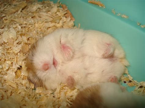 is it normal hamster sleeping too much step by step 2