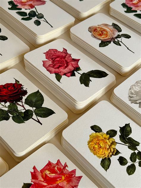 english garden roses