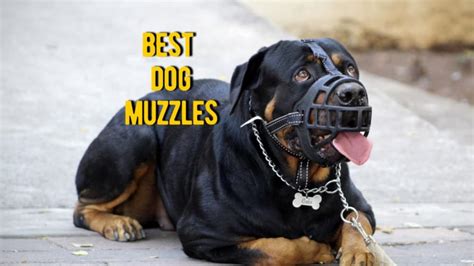 dog muzzle top  rated muzzles  dogs reviews