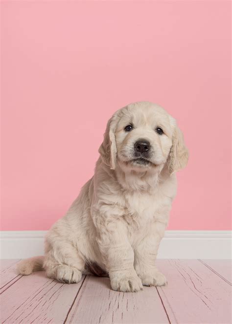 20 Funny Dog Names - Cute and Funny Names for Girl and Boy Dogs