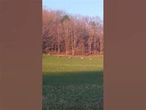 Deer in a hayfield #wildlife #wildanimals#shortvideo #ytshort#cute ...