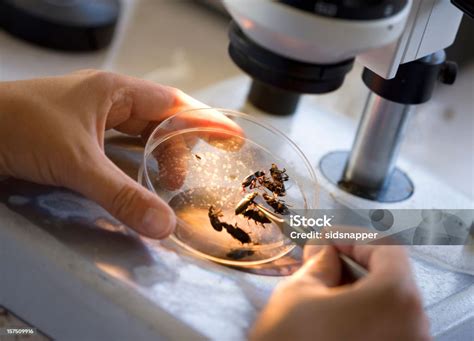 bugs   microscope stock photo  image  insect