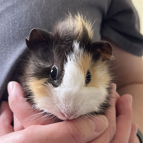 Shell Cove Vet Clinic