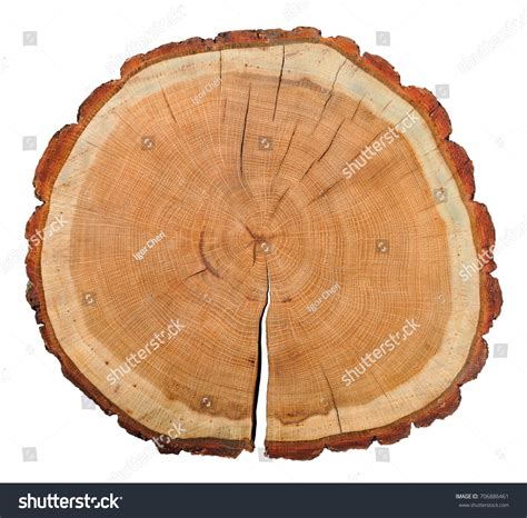 close isolated cut oak tree stock photo  shutterstock