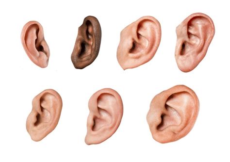 ear shapes royalty  images stock  pictures