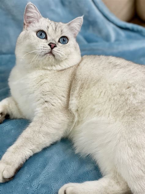 Our Breeding Cats - NW British Cat Cattery
