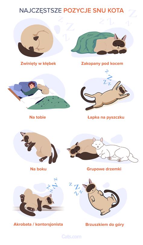8 najczęstszych pozycji do spania u kotów i ich znaczenie - Cats.com