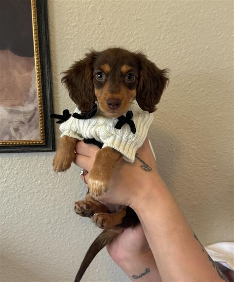 Karina Lamer on Instagram: "Meet Cinnamon, the newest member of our family 🤎 We're so in love
