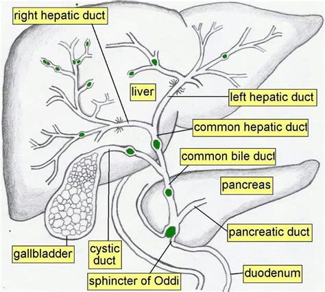 Biliary tree | Liver anatomy, Diagnostic medical sonography, Medical ...