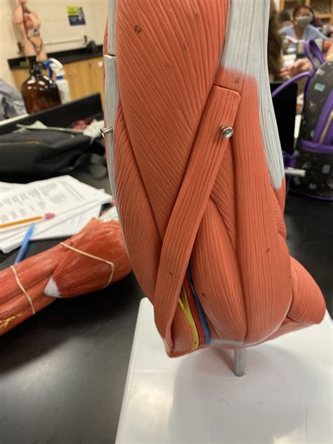 lab practical  thigh part  diagram quizlet