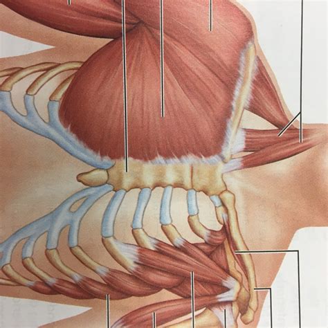 Muscles of chest Diagram | Quizlet