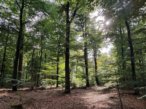 Sunny woods in The Netherlands [4032x3024] [OC] : r/EarthPorn