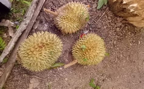 durian