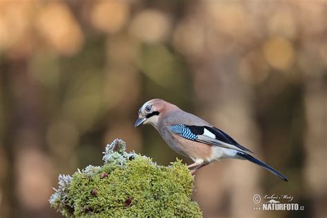 Jay Photos, Jay Images, Nature Wildlife Pictures | NaturePhoto