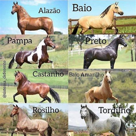 Cores De Pelagem De Cavalos - Conheça as Diferentes Pelagens de Cavalos