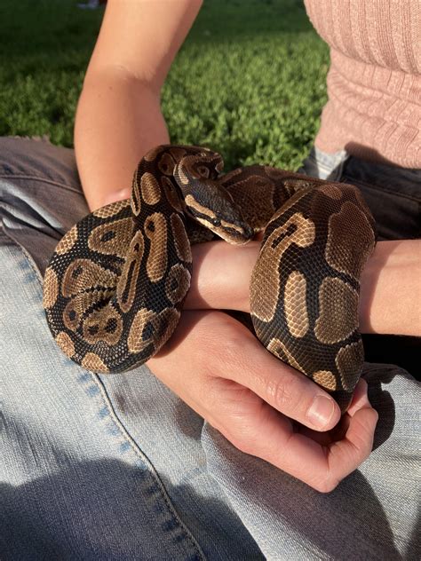 Craigslist rescue glowup : r/snakes
