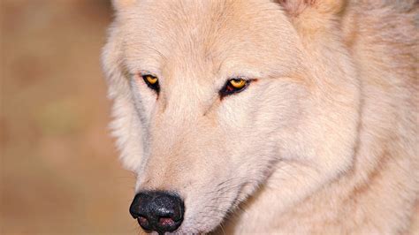 eyes white nose wolf coolwallpapersme