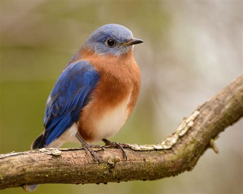 Creating Bluebird Habitat (& Free Bluebird House Plans)