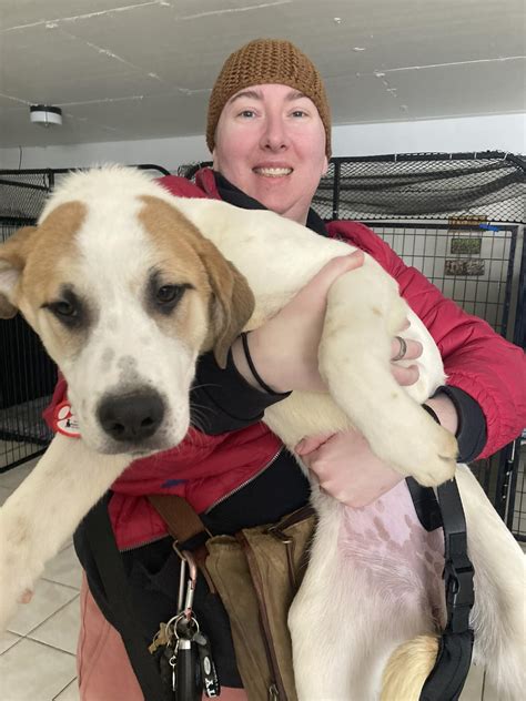Great Lakes Humane Society Adoption