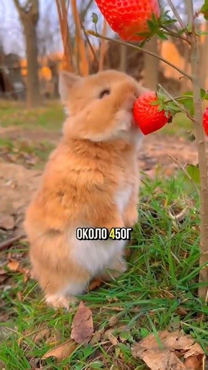 Карликовый Нидерландский кролик #животные #юмор #кролики - YouTube