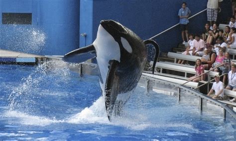 SeaWorld star Tilikum dead: Orlando bids farewell to Blackfish star ...