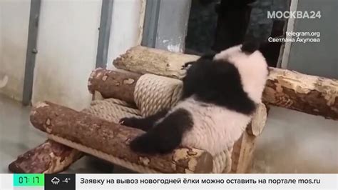 Панда Катюша из Московского зоопарка вновь попыталась забраться в ...