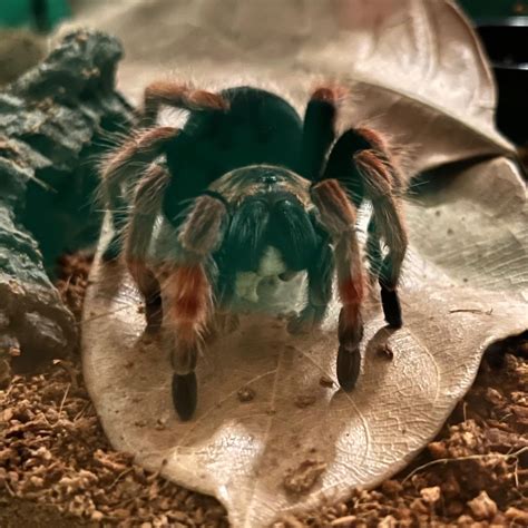 what animal eats spiders 13