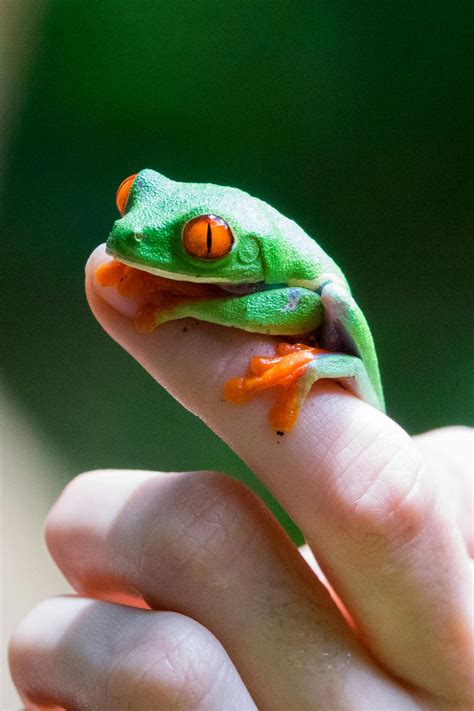 Red-eyed Frog · Free Stock Photo